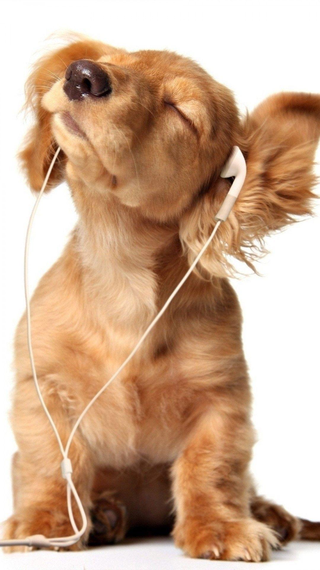 1080x1920 Download 1080x1920 Puppy, Golden Retriever, Enjoys Music Wallpaper for iPhone iPhone 7 Plus, iPhone 6+, Sony Xperia Z, HTC One