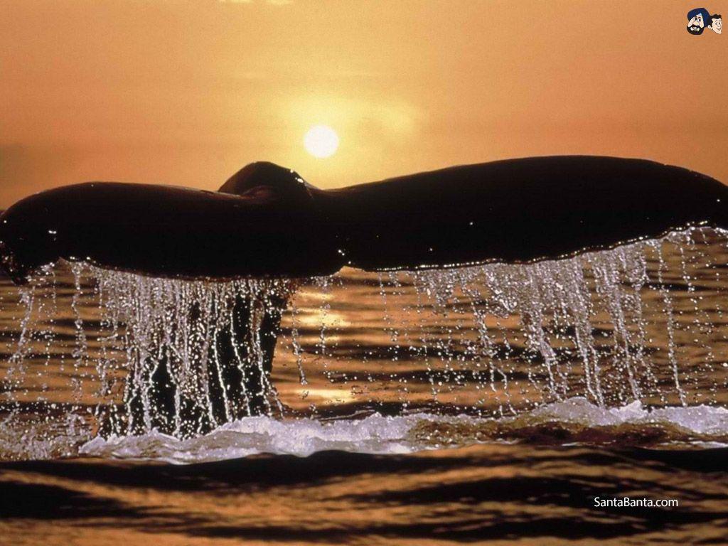 1024x768 Humpback whale waves goodnight off the coast of Lahaina, Maui, Hawii
