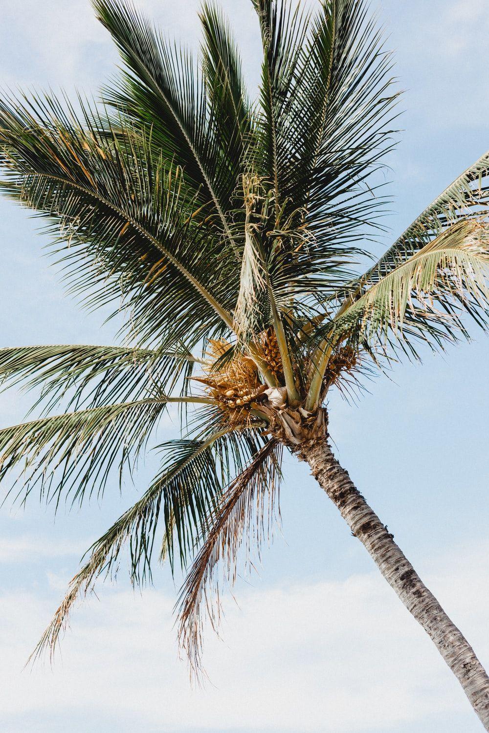 1000x1500 Lahaina Picture. Download Free Image