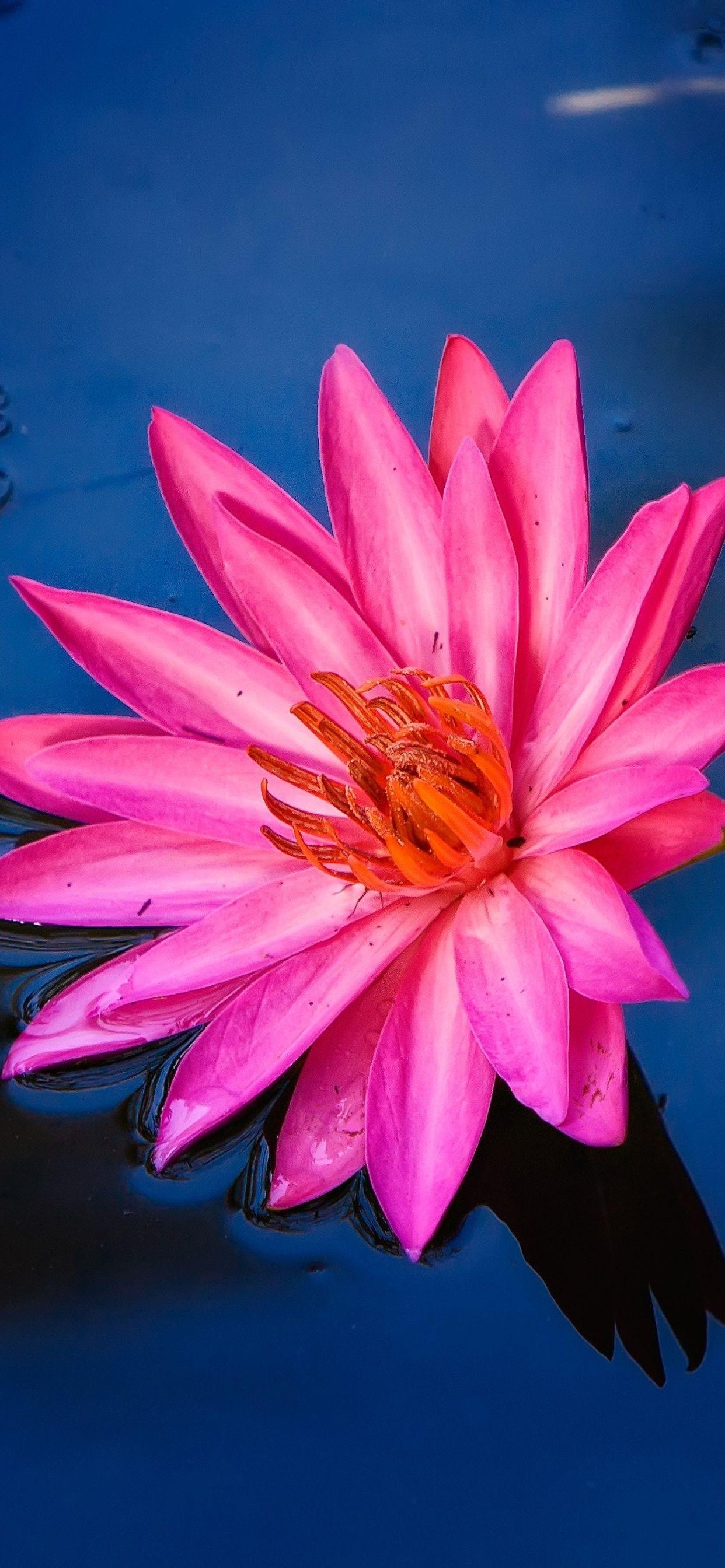 Red Lily Wallpapers - Top Free Red Lily Backgrounds - WallpaperAccess