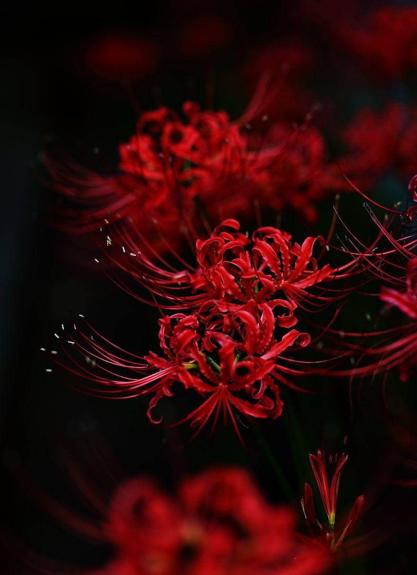 Red Spider Lily Images  Browse 28041 Stock Photos Vectors and Video   Adobe Stock