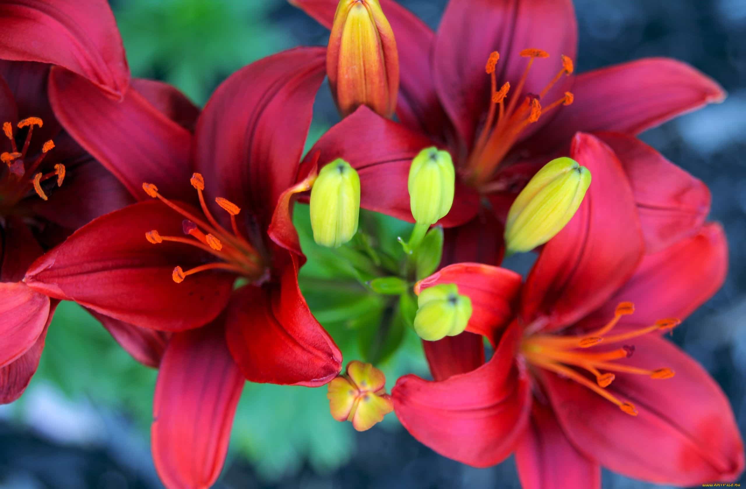 2560x1679 Lily Wallpaper. Lily Wallpaper, Lily Flower Wallpaper and Easter Lily Wallpaper
