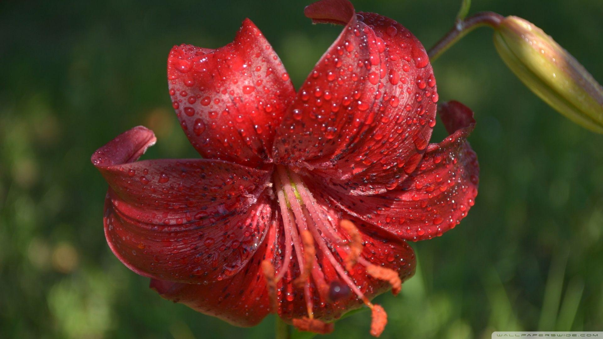 1920x1080 Download Red Lily Wallpaper 1920x1080