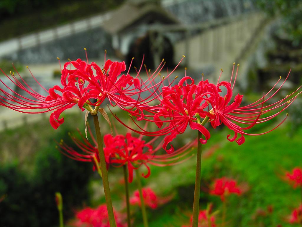 1024x768 Anime Red Spider Lily Wallpaper HD