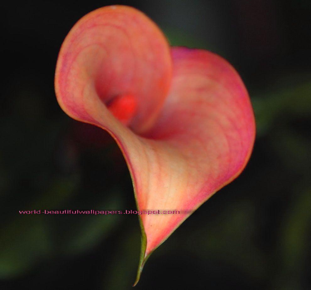 990x924 calla lily flowers wallpaper. Calla lily flowers, Lily flower, Calla lily