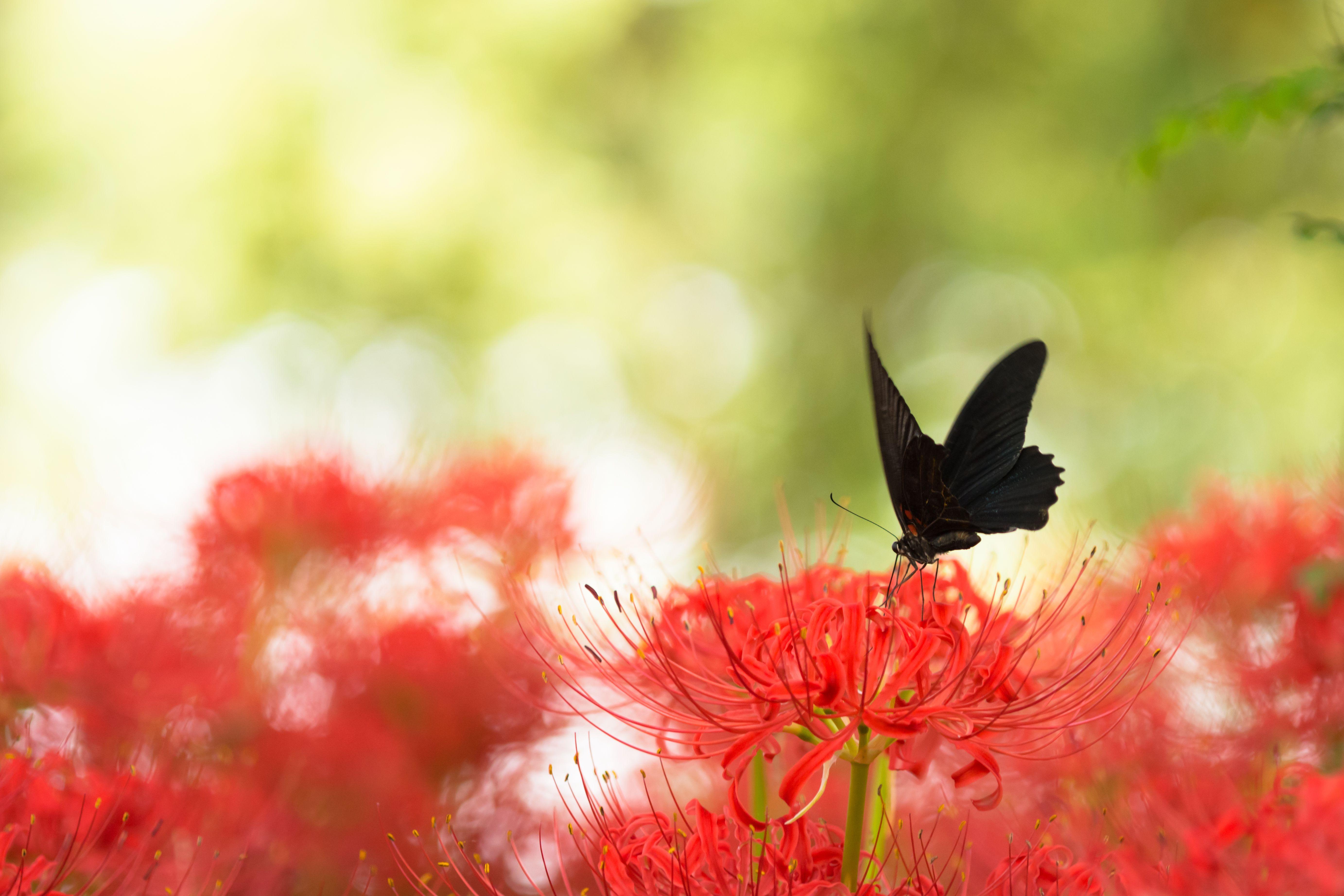 5531x3687 Red Spider Lily Wallpaper