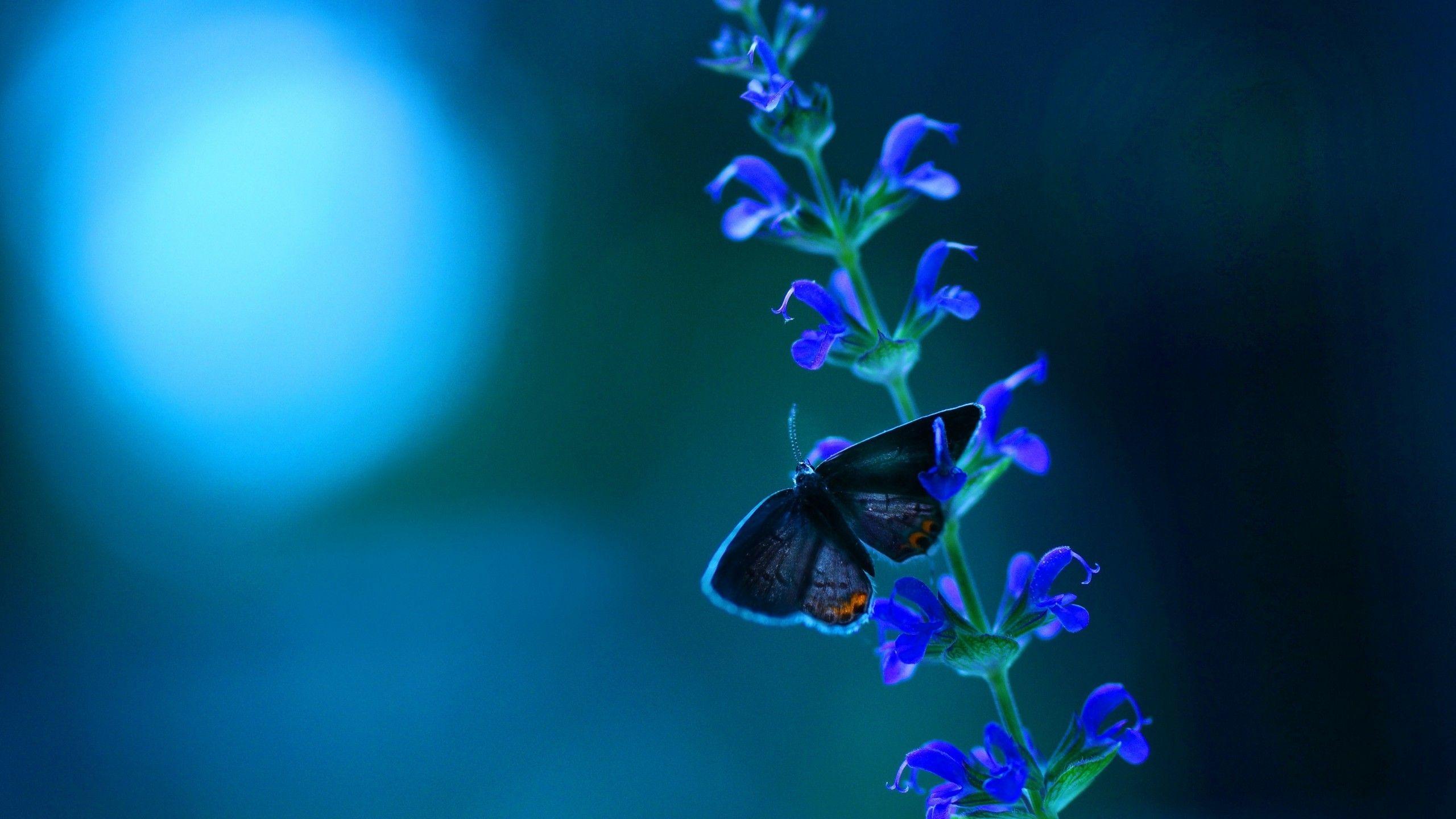 2560x1440 Butterfly Blue Flowers 1680x1050 Resolution HD 4k Wallpaper, Image, Background, Photo and Picture
