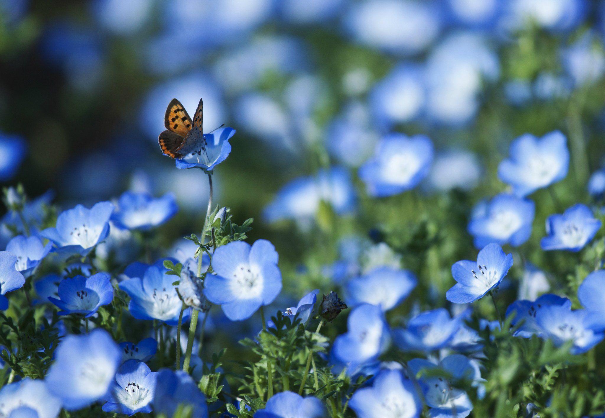 2048x1417 Spring Butterfly Wallpaper