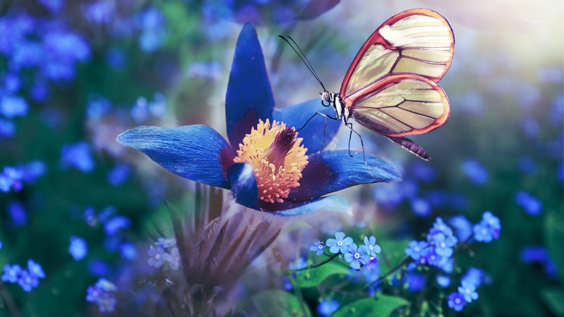 1920x1080 Desktop wallpaper blue flower, butterfly, meadow, macro, HD image, picture, background, 2802ab