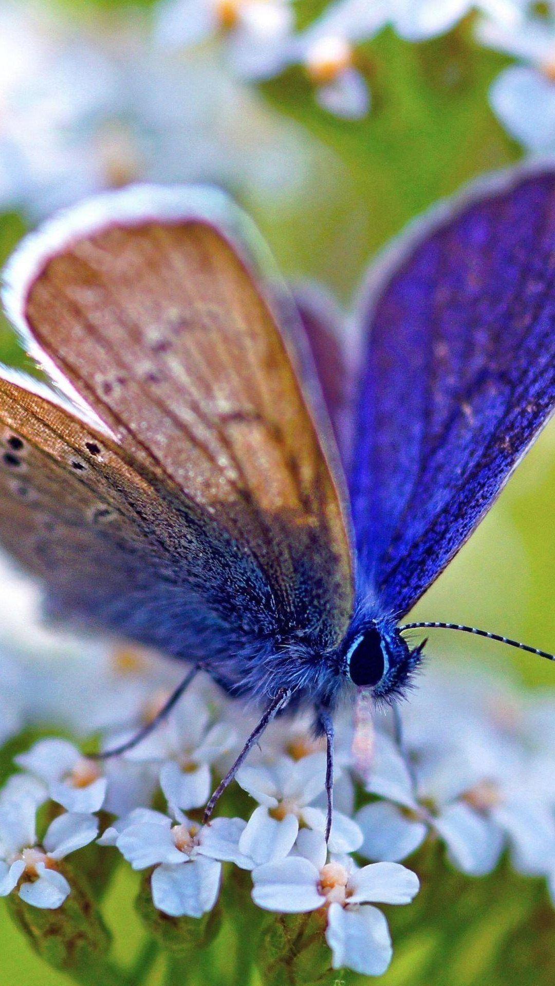 1080x1920 Blue Butterfly Macro On White Flowers Android Wallpaper free download
