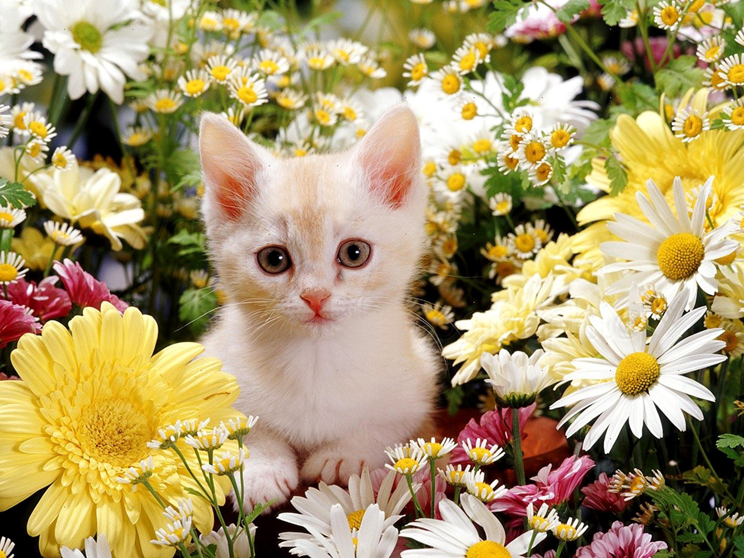 Cat and Flower Wallpapers - Top Free Cat and Flower Backgrounds -  WallpaperAccess