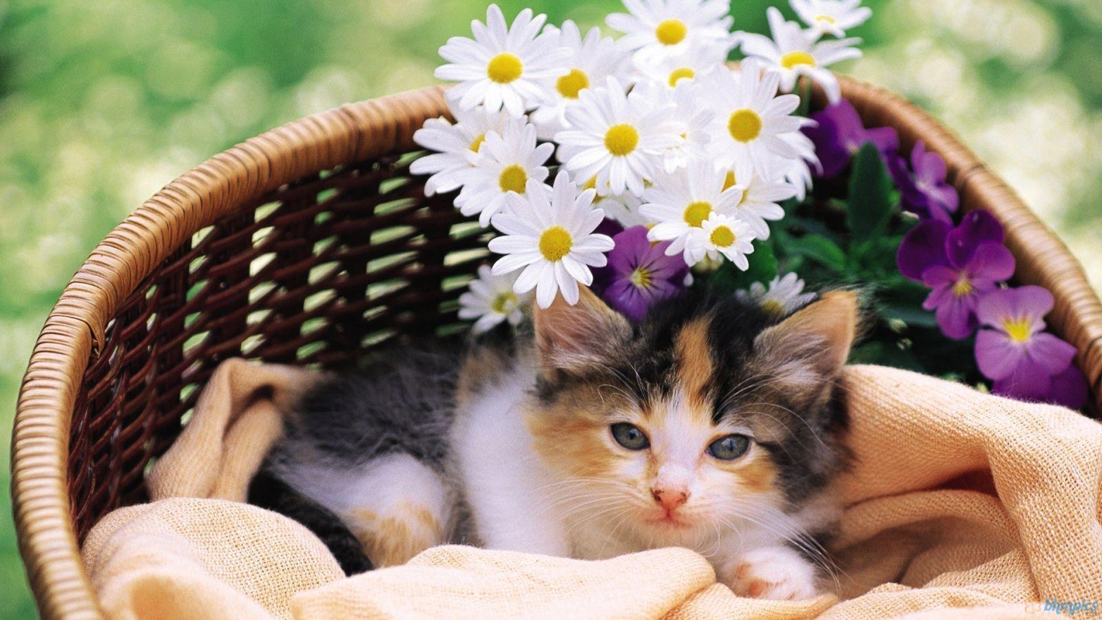 1600x900 cats and flowers. cat and flower in basket Cat Wallpaper. HD Wallpaper. Kitten wallpaper, Pretty cats, Cat flowers