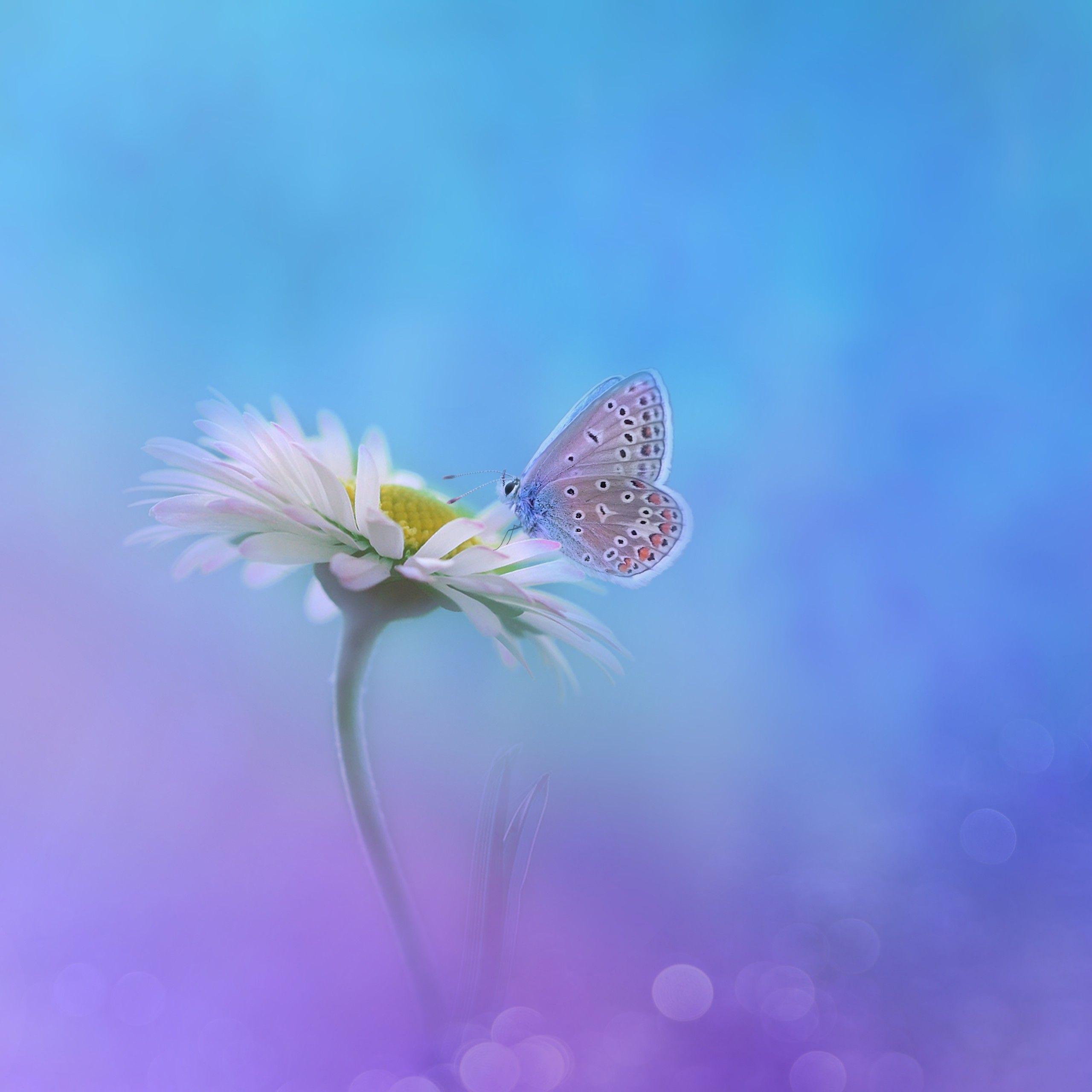 2560x2560 Butterfly 4K Wallpaper, Gradient background, White flower, Flowers