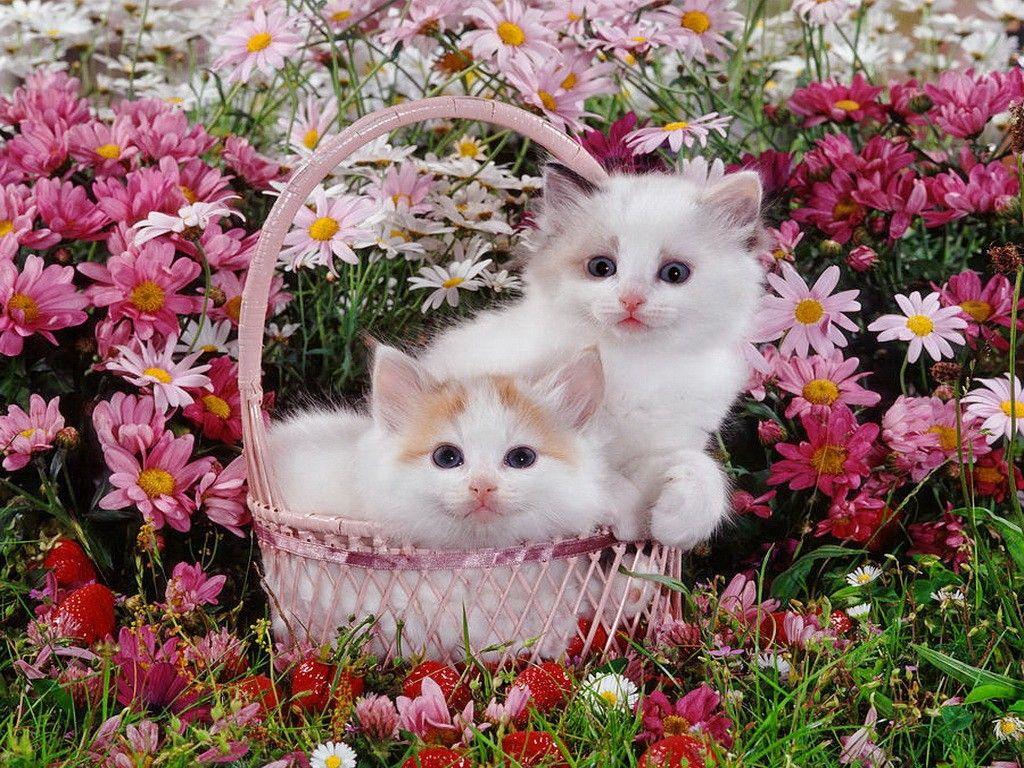 Cat and Flower Wallpapers - Top Free Cat and Flower Backgrounds