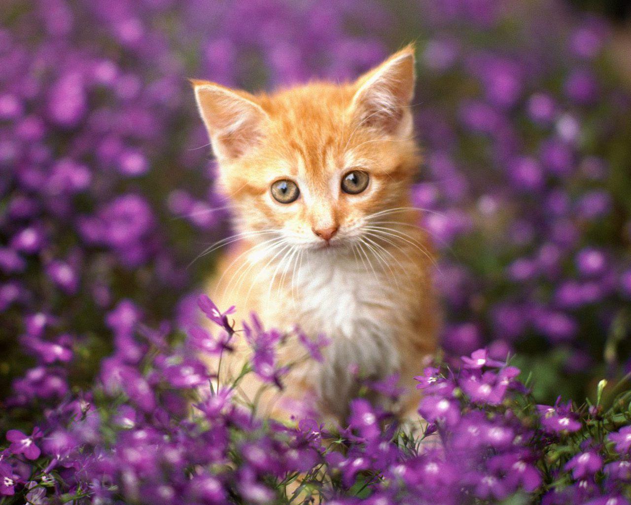 1280x1024 Kittens and Flowers Wallpaper