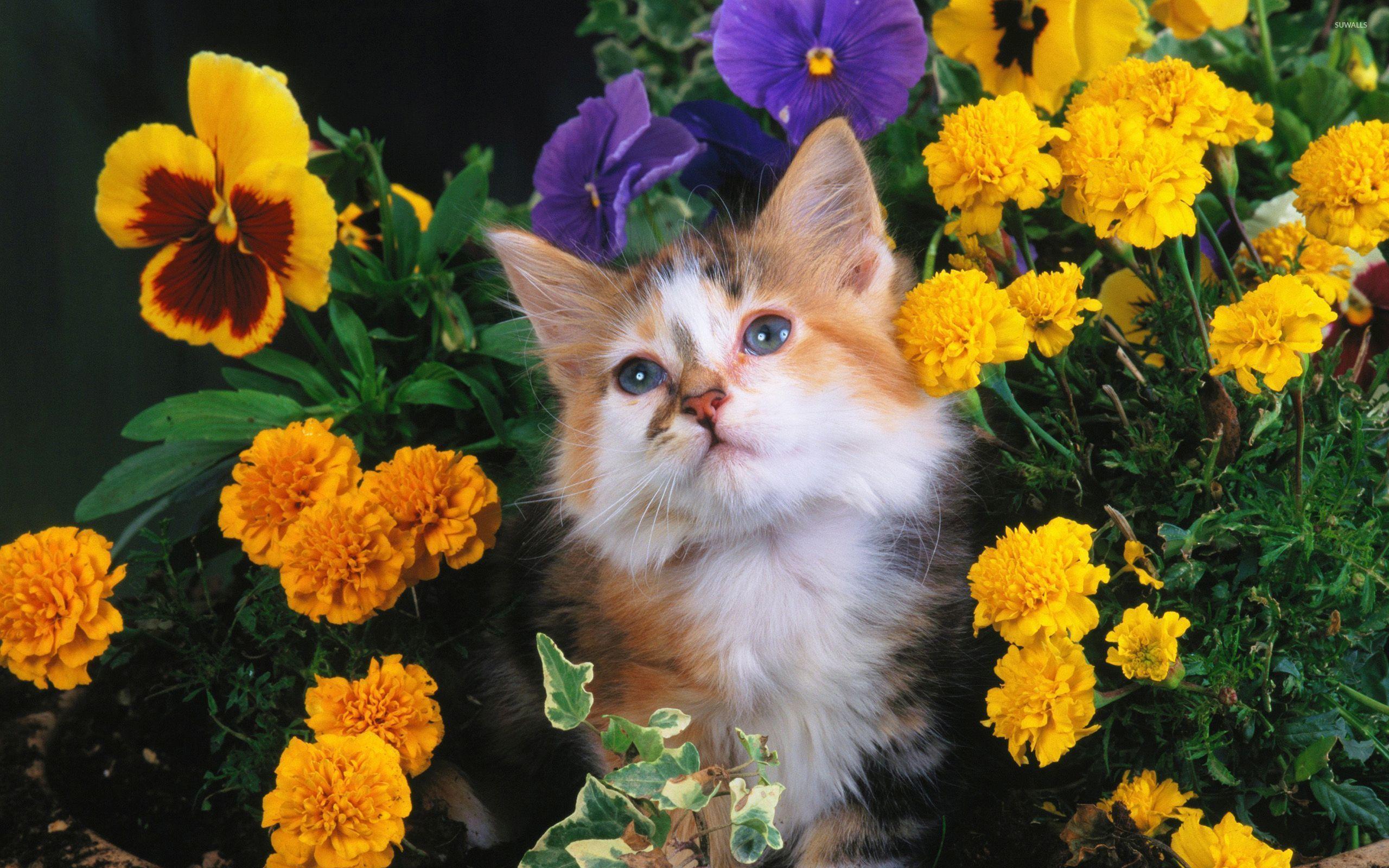 Cat And Flower Wallpapers Top Free Cat And Flower Backgrounds