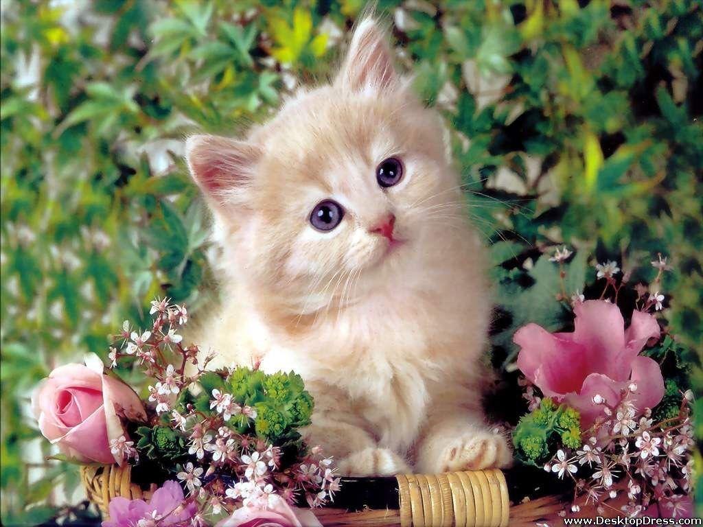 1024x768 Desktop Wallpaper Animals Background Cat with Flowers