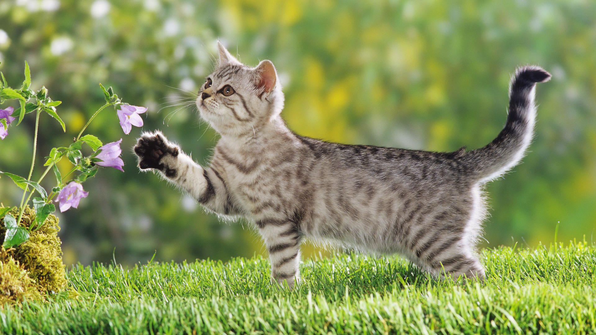 1920x1080 Flowers And Cat Wallpaper Photo
