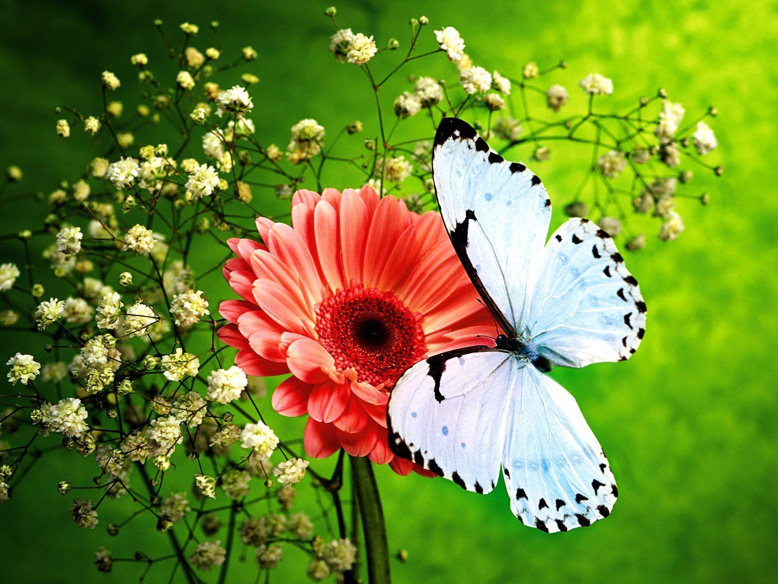 1600x1200 Flowers With Butterfly Wallpaper HD FREE Picture