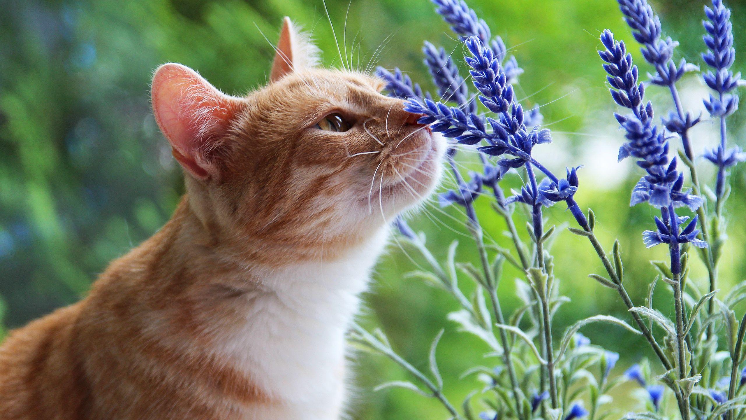 Cat and Flower Wallpapers - Top Free Cat and Flower Backgrounds