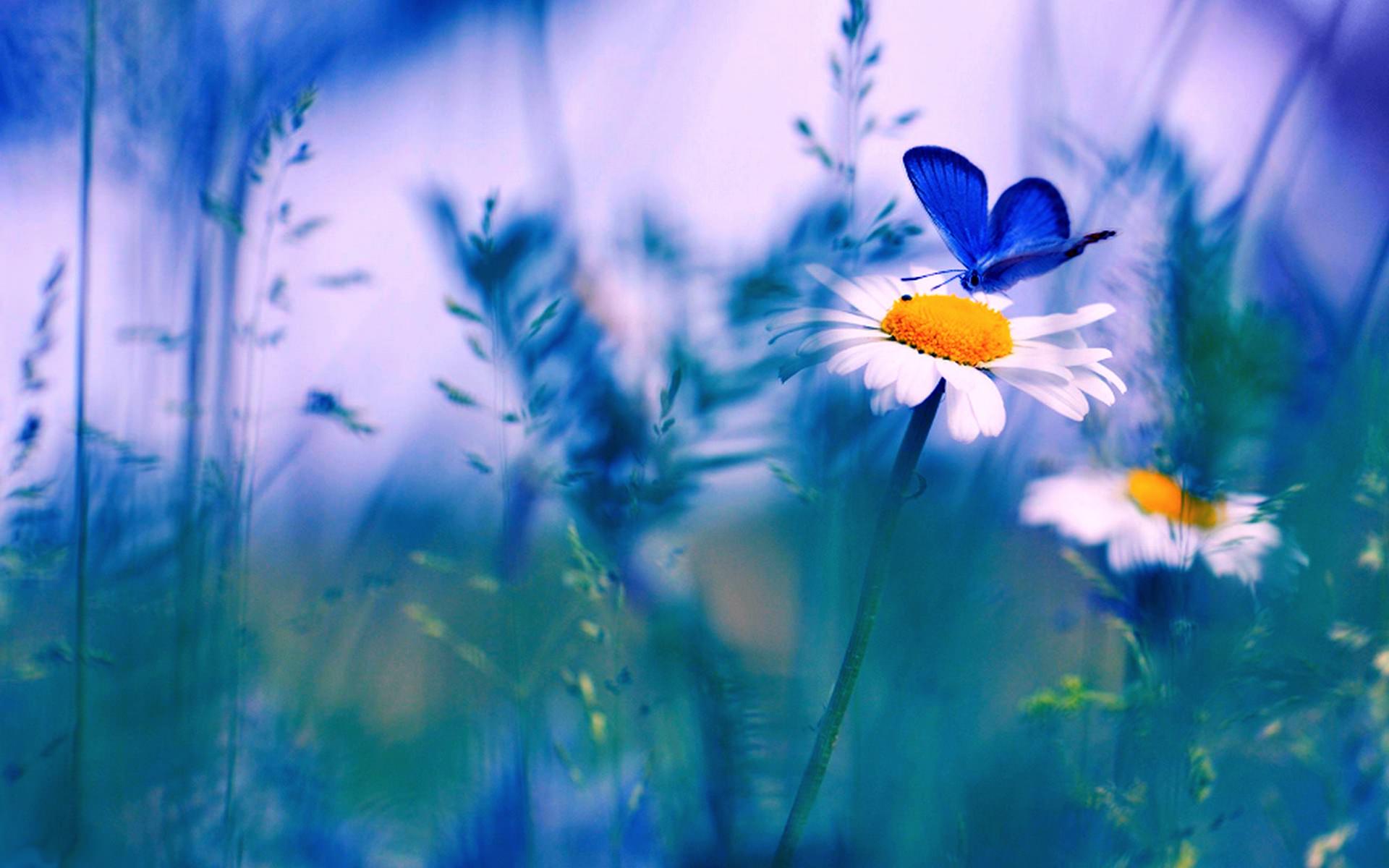 Blue Flower and Butterfly Wallpapers - Top Free Blue Flower and