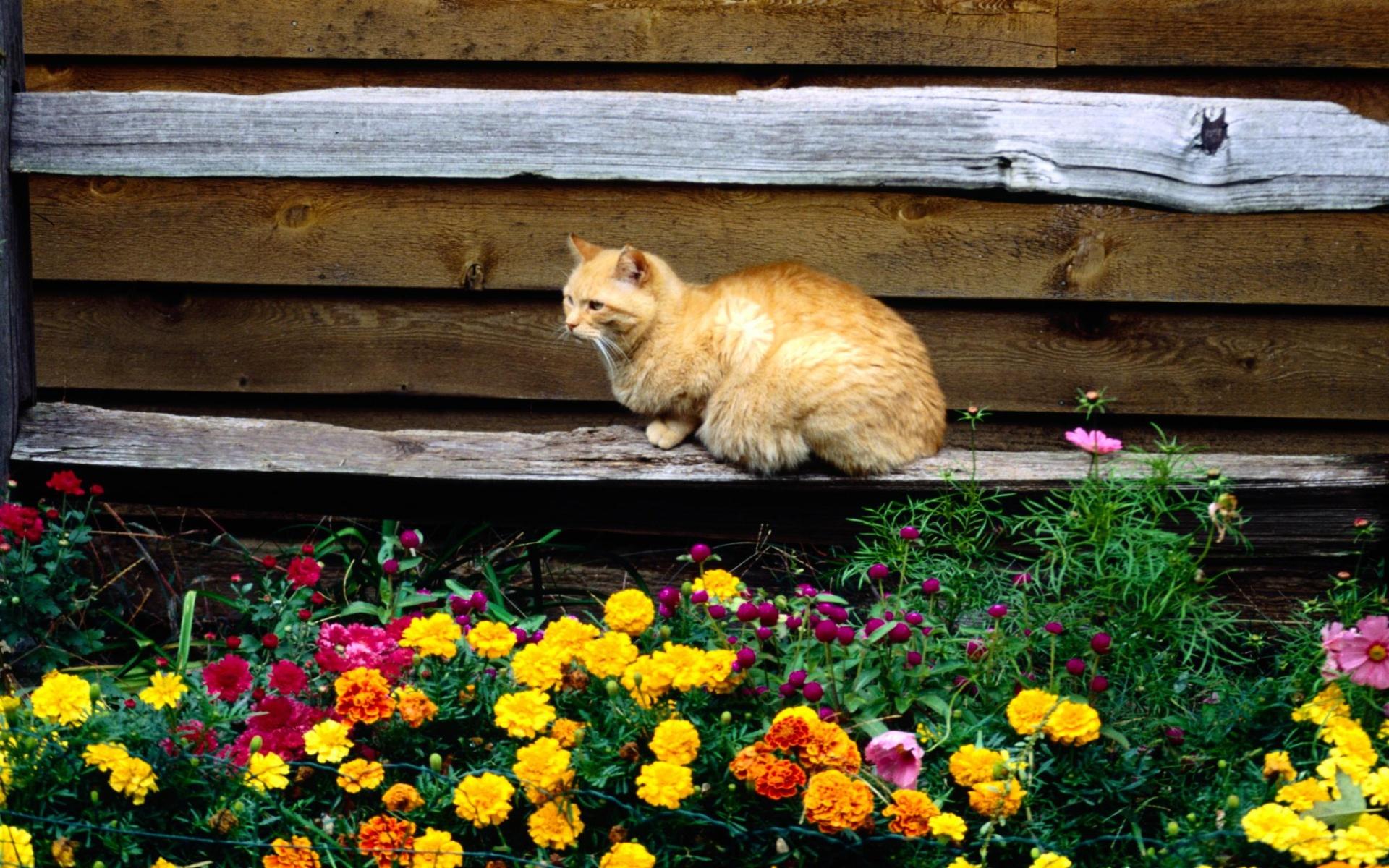 Cat and Flower Wallpapers - Top Free Cat and Flower Backgrounds
