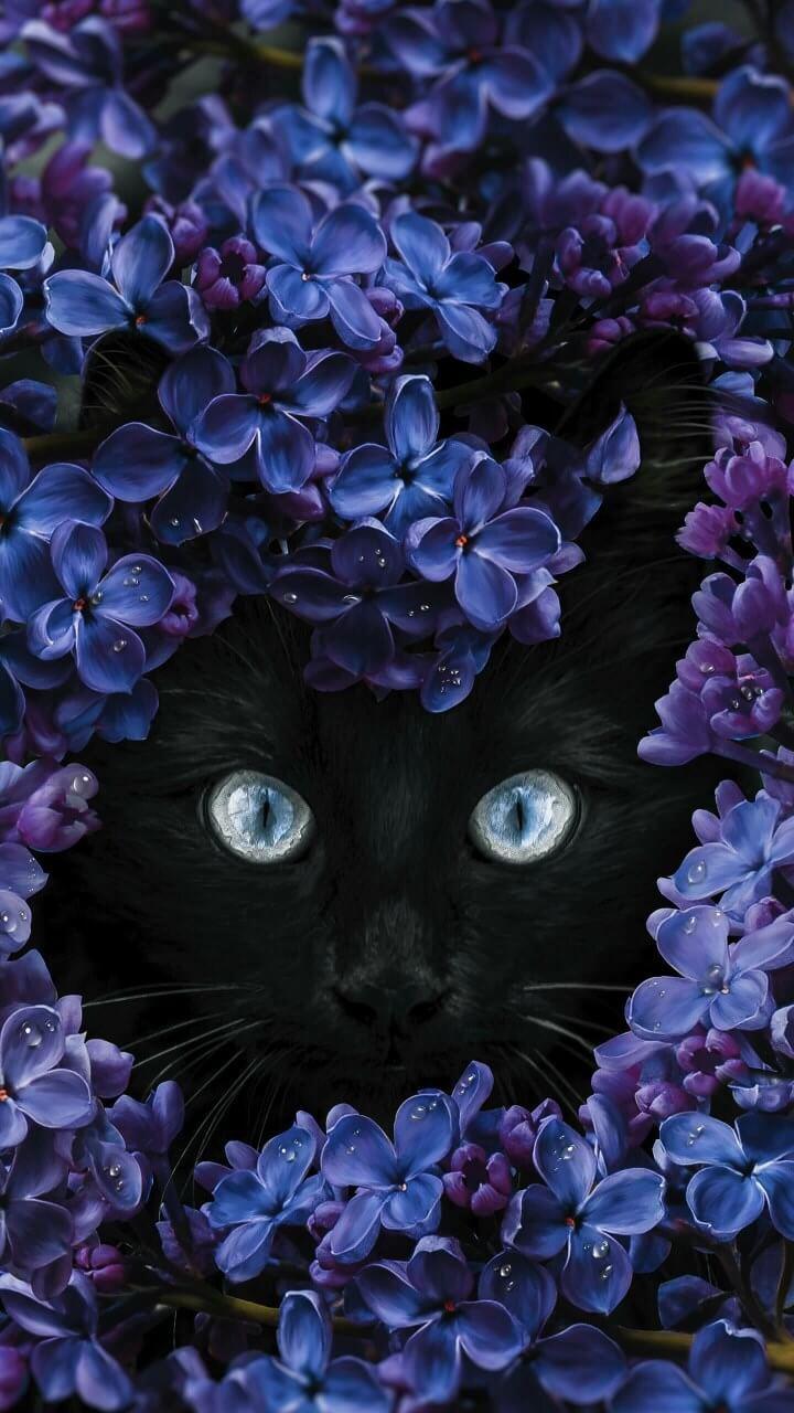 Cat and Flower Wallpapers - Top Free Cat and Flower Backgrounds
