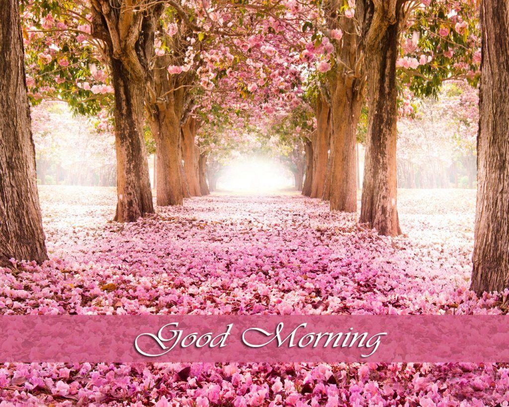 Beautiful Spring Morning Wallpapers - Top Free Beautiful Spring Morning