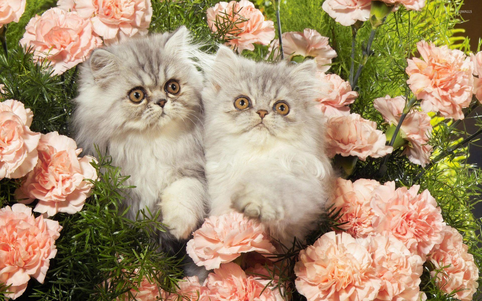 Cat and Flower Wallpapers Top Free Cat and Flower Backgrounds WallpaperAccess
