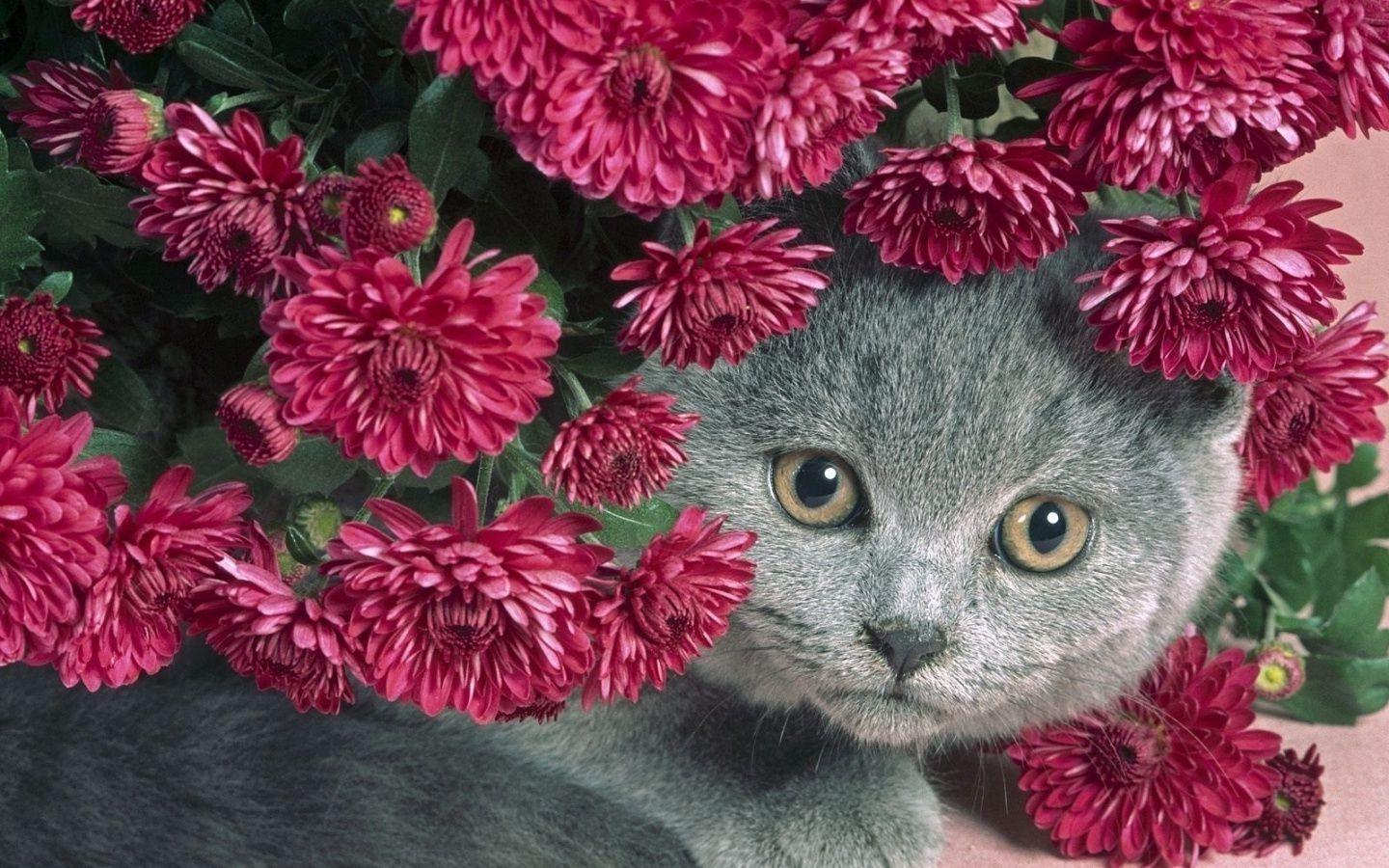 Cat and Flower Wallpapers Top Free Cat and Flower Backgrounds WallpaperAccess