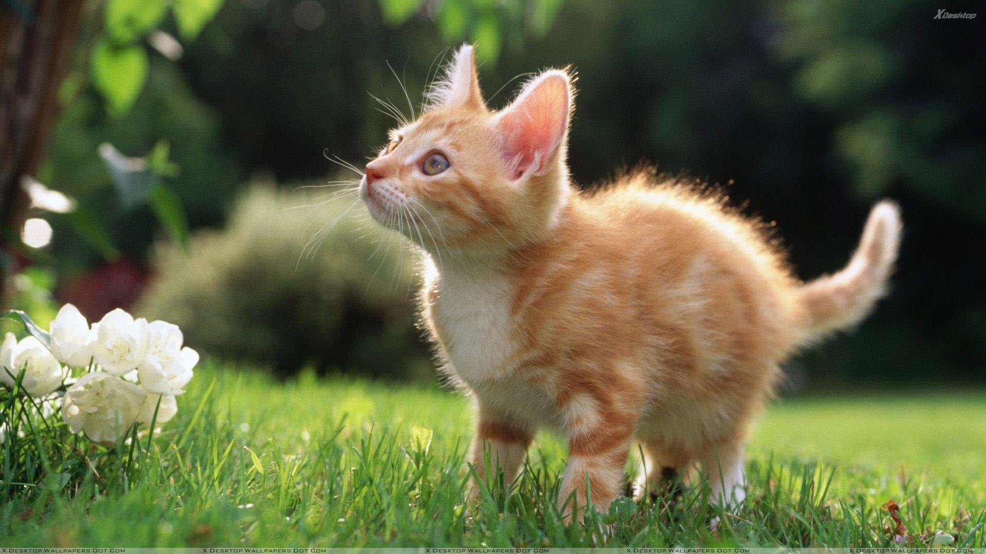 1920x1080 Cat Needs A Flower Wallpaper
