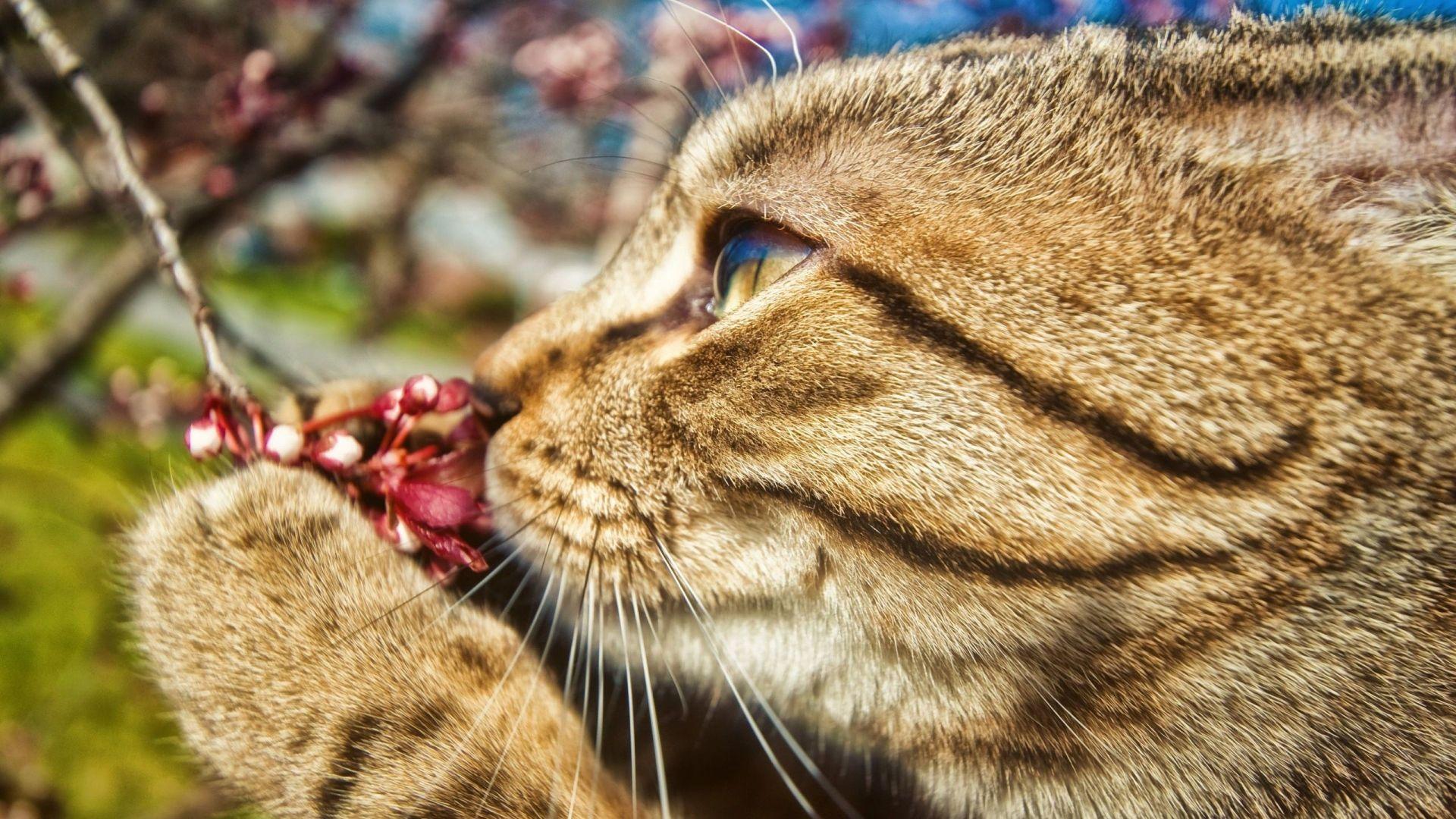 Cat and Flower Wallpapers - Top Free Cat and Flower Backgrounds