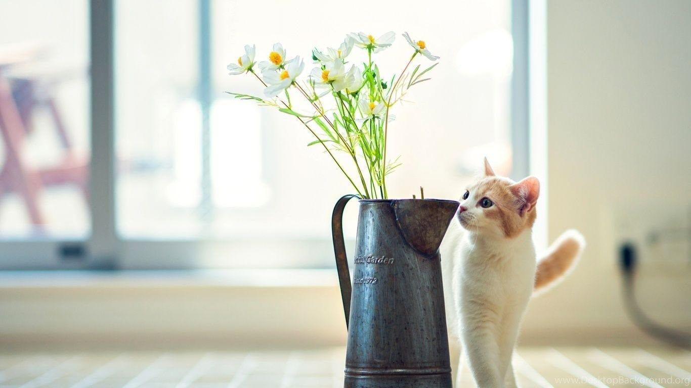 1366x768 Cat Flower Vase Wallpaper Desktop Background