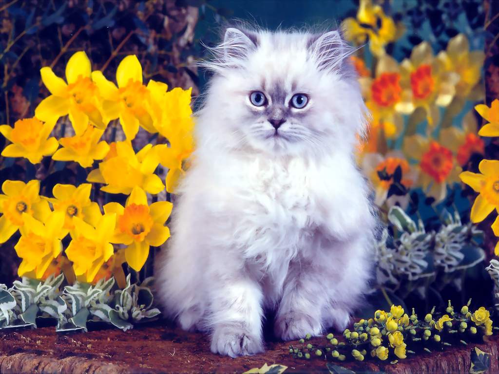 1024x768 Free download Cat with flowers wallpaper Cats Wallpaper 36915315 [1024x768] for your Desktop, Mobile & Tablet. Explore Kittens and Flowers Wallpaper. HD Flowers Wallpaper, Flowers For Wallpaper, Flower Background Wallpaper