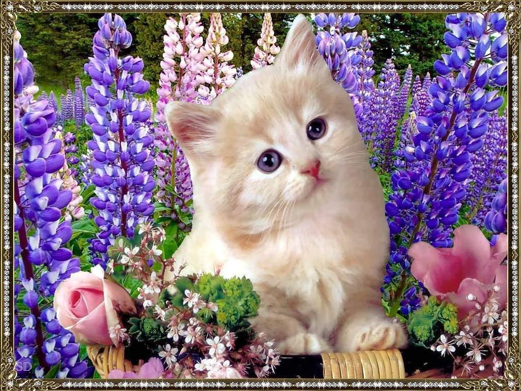1024x768 Free download 40 Cat Valentine PC Wallpaper Download [1024x768] for your Desktop, Mobile & Tablet. Explore Valentine Cat Wallpaper Free. Valentine Cat Wallpaper Free, Cat Valentine Wallpaper