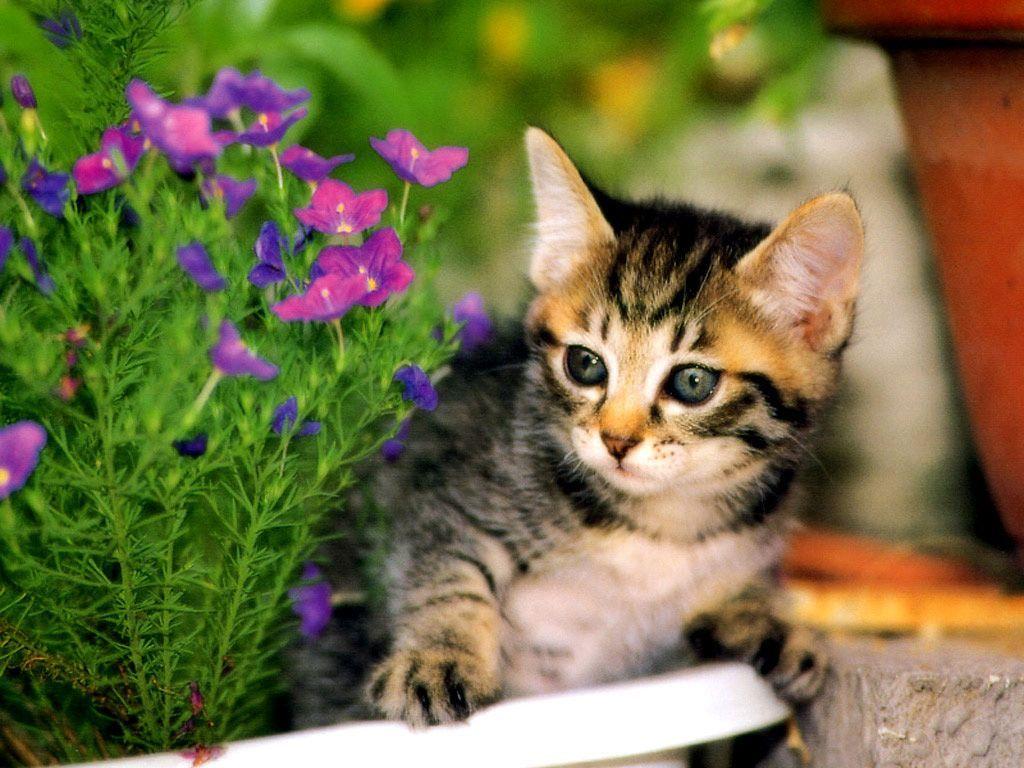 1024x768 Kittens In The Garden Wallpaper