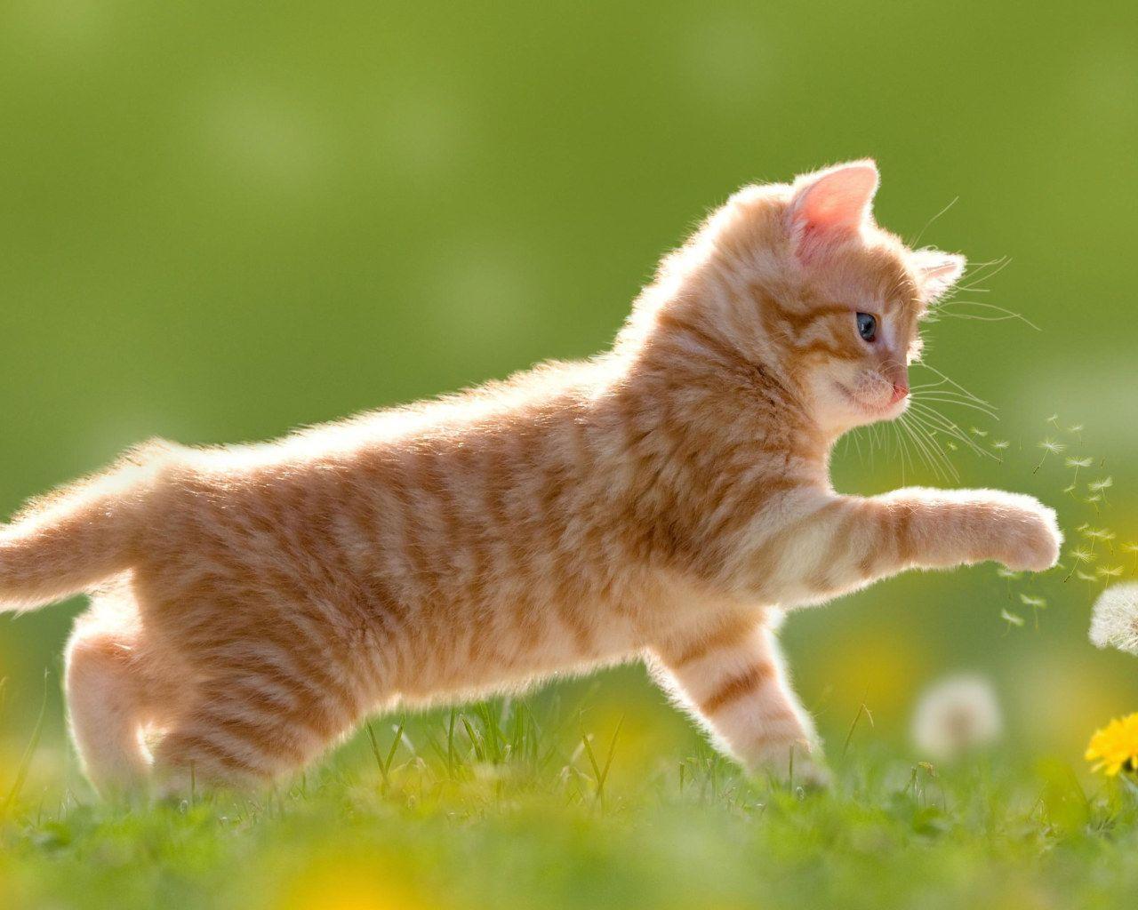 1280x1024 cat wallpaper, mammal, dandelion, flower, grass, whiskers, kitten, short haired cat • Wallpaper For You HD Wallpaper For Desktop & Mobile