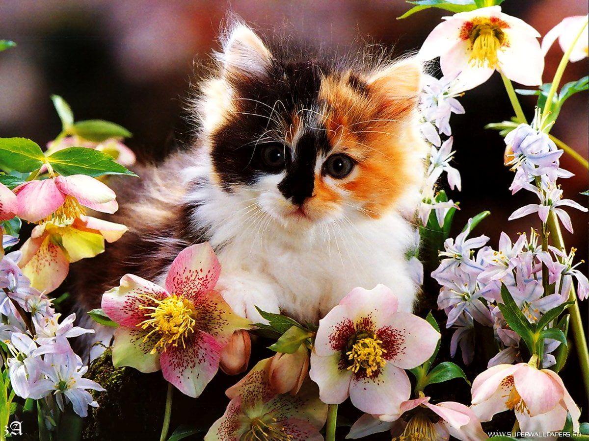 Cat and Flower Wallpapers - Top Free Cat and Flower Backgrounds ...