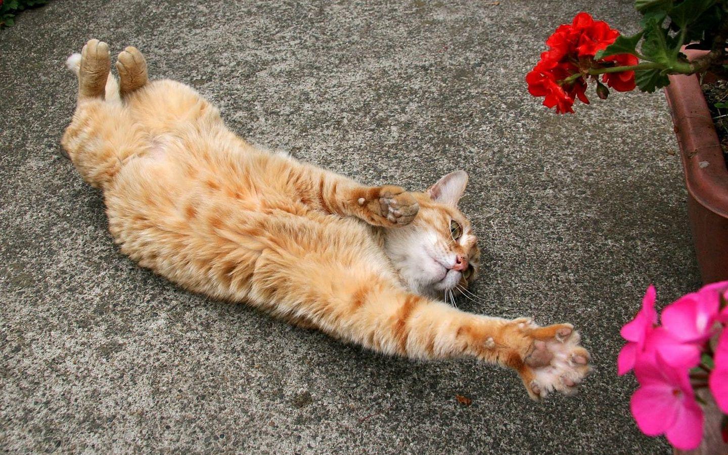 1440x900 Download wallpaper 1440x900 cat, stretch, flowers widescreen 16:10 HD background