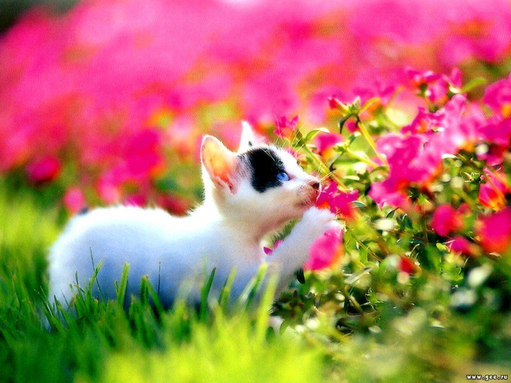 Cat and Flower Wallpapers - Top Free Cat and Flower Backgrounds