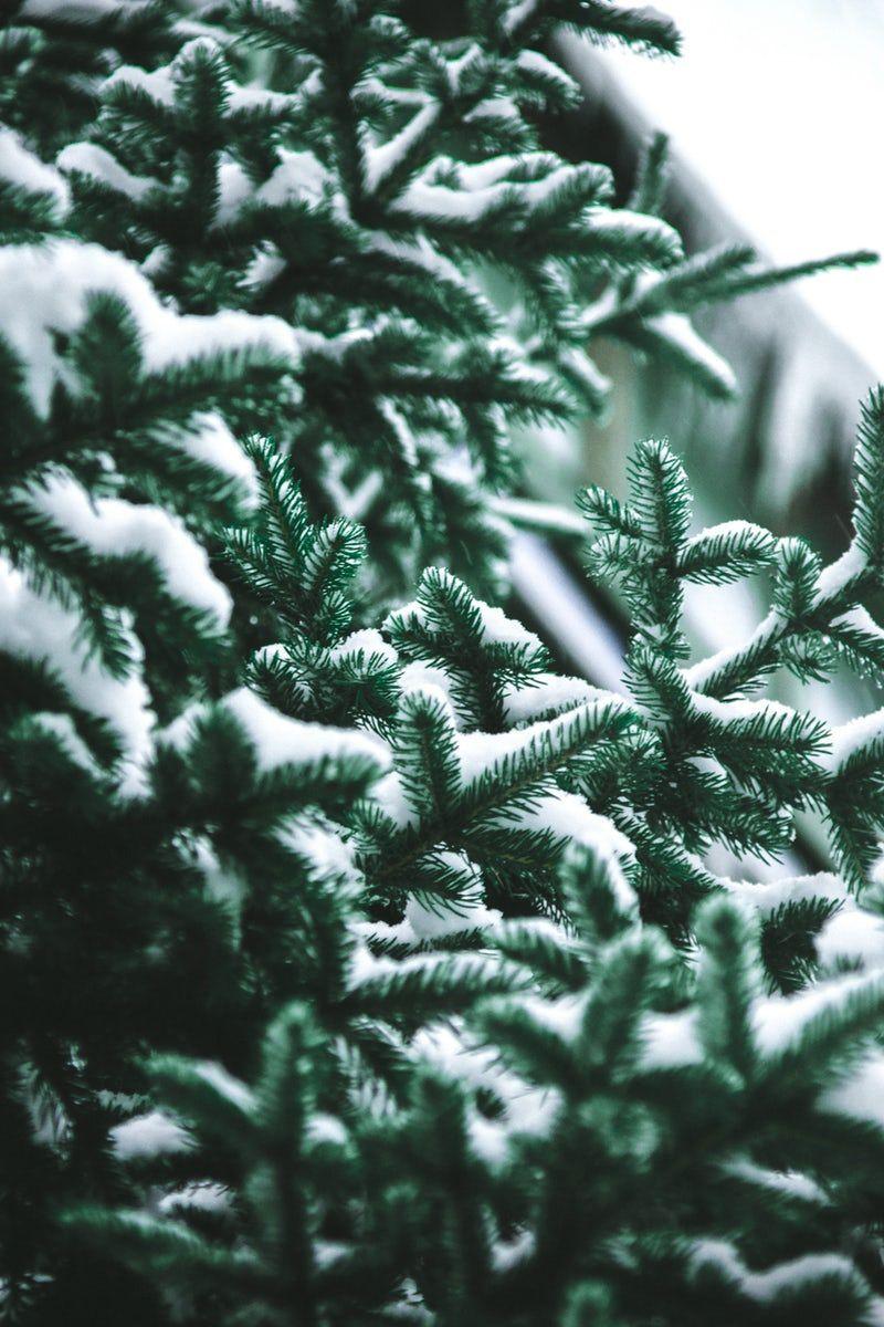 800x1200 Snowy Pine Trees iPhone Wallpaper