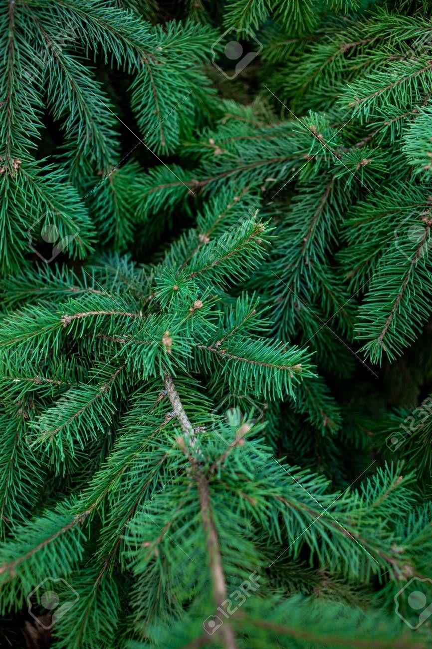 Fir Tree Wallpapers - Top Free Fir Tree Backgrounds - WallpaperAccess