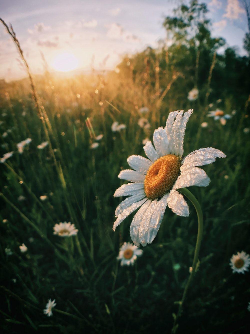 1000x1333 Morning Image. Download Free Image
