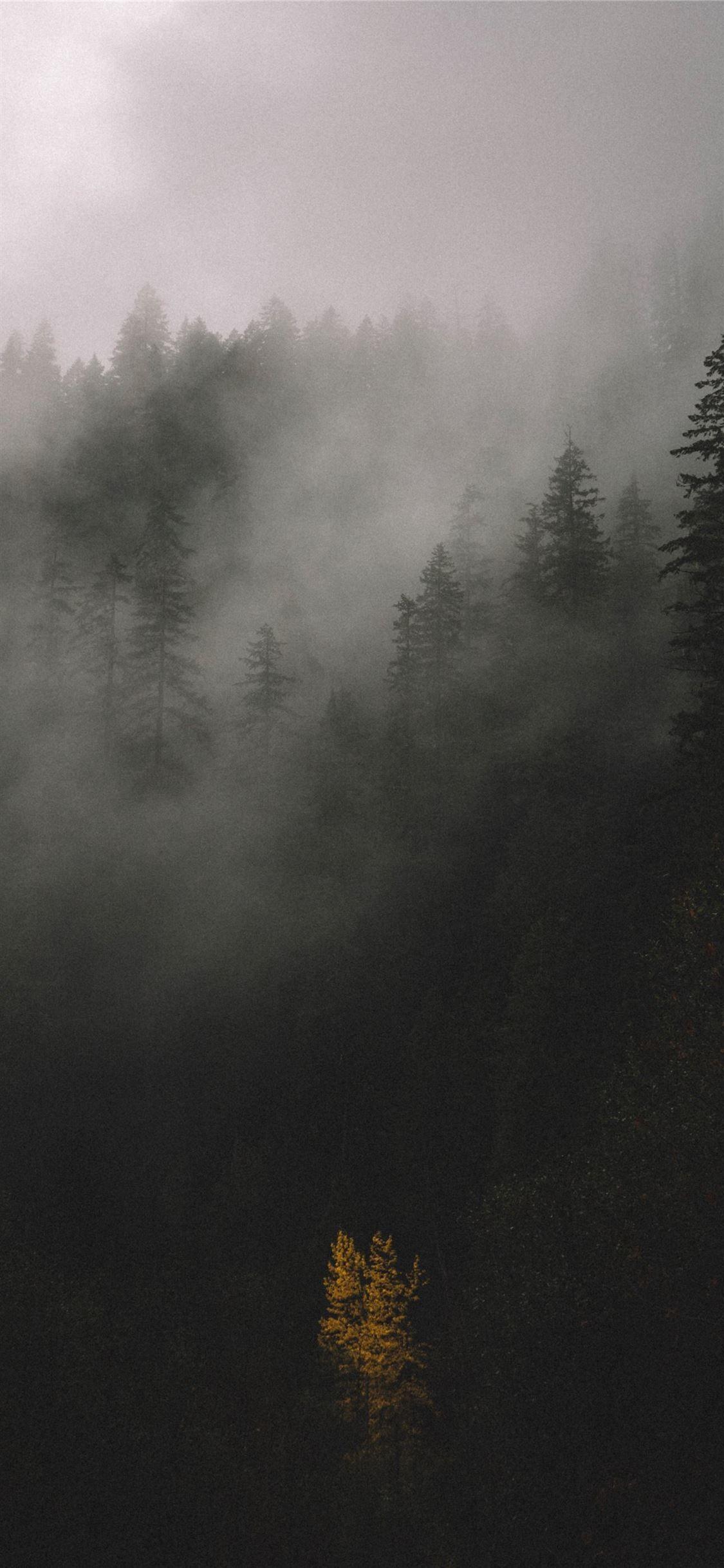 1125x2436 Best Forest iPhone X HD Wallpaper