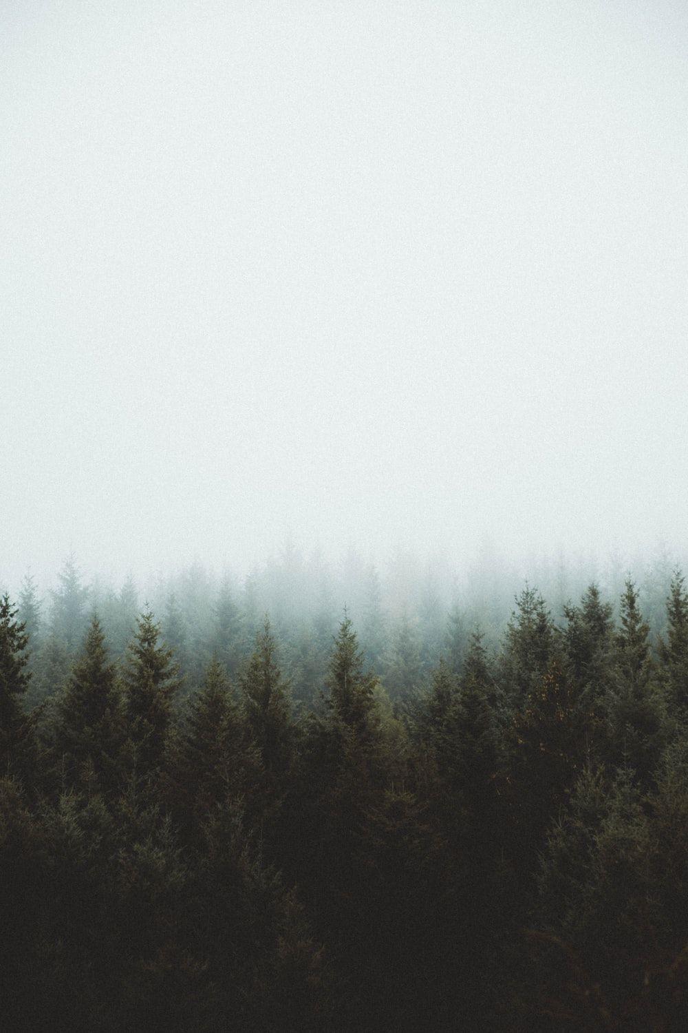 1000x1500 Pine Forest Picture [Stunning!]. Download Free Image