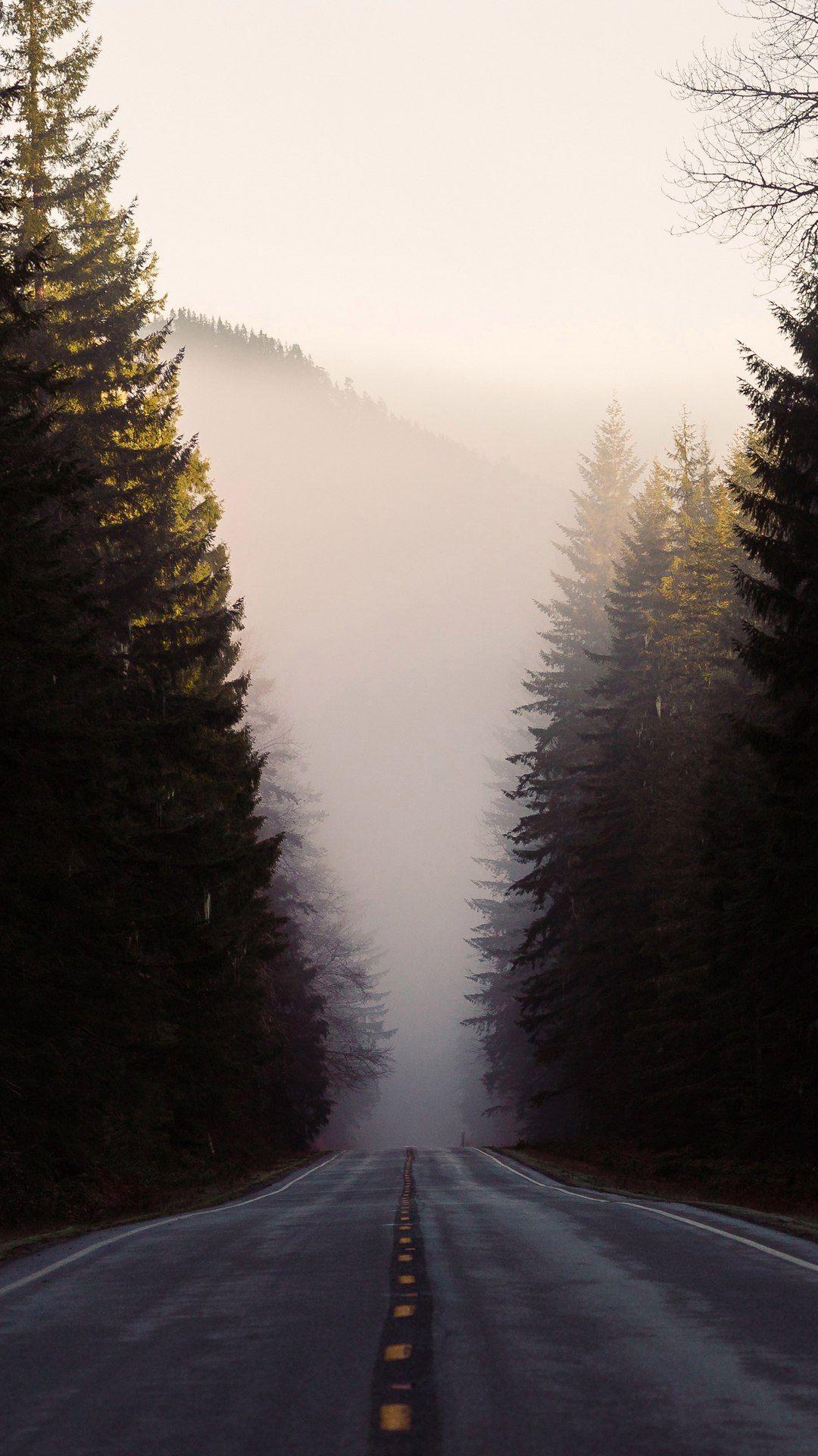 1080x1920 Pine Tree Wallpaper iPhone