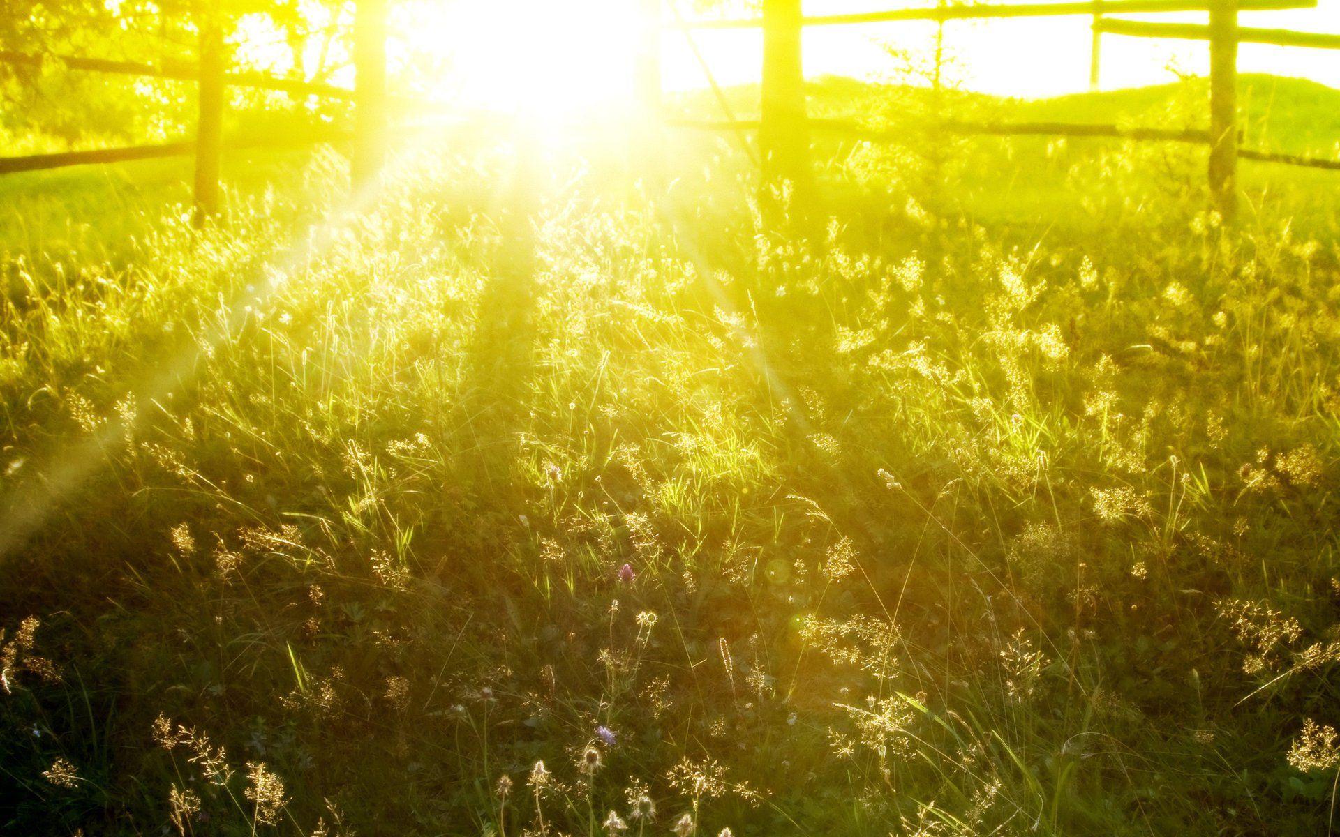 1920x1200 spring spring picture for your desktop summer Wallpaper spring Wallpaper beautiful photo nature grass fences morning the sun light rays summer dawn HD wallpaper