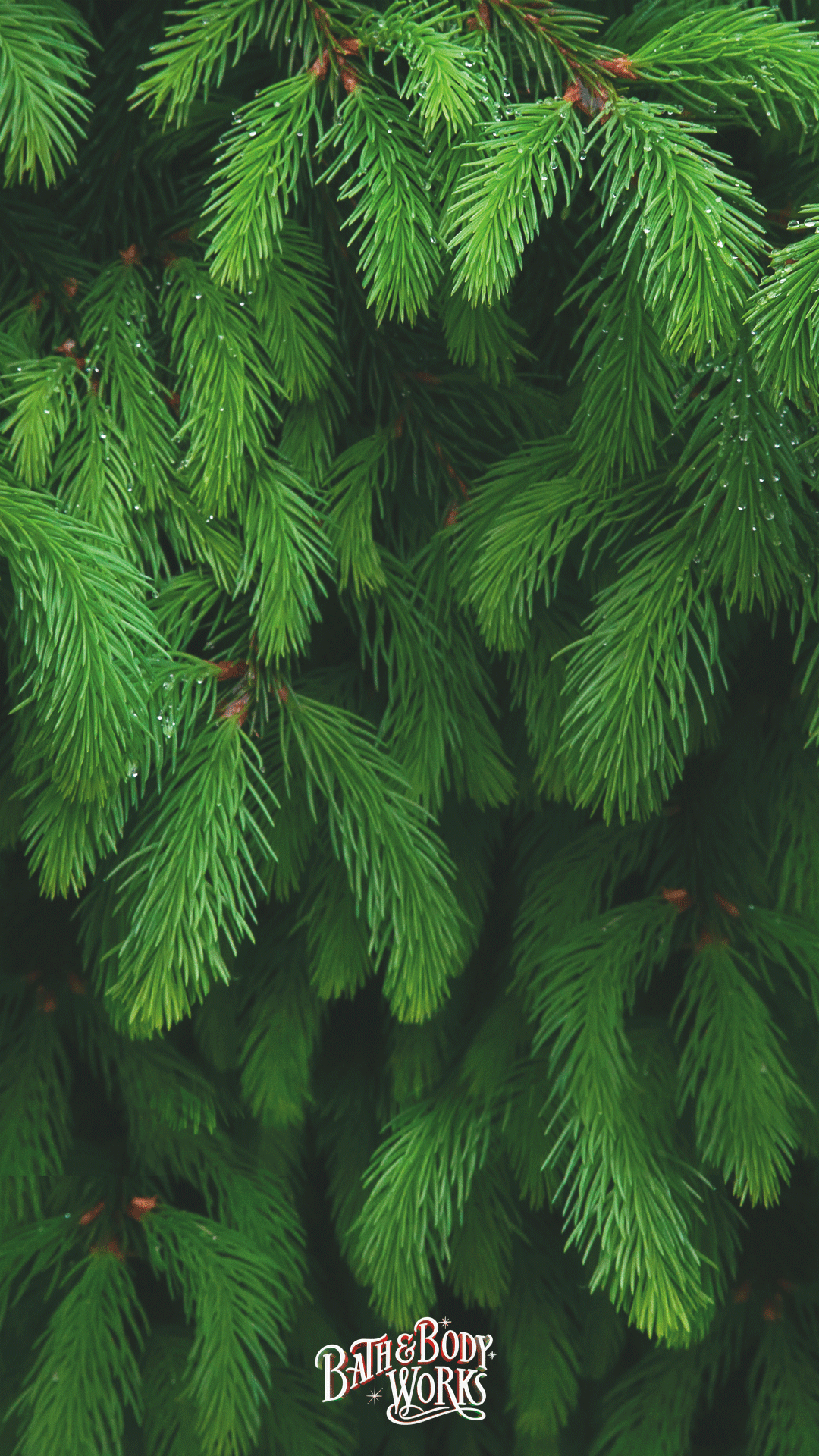 1080x1920 Pine Wallpaper