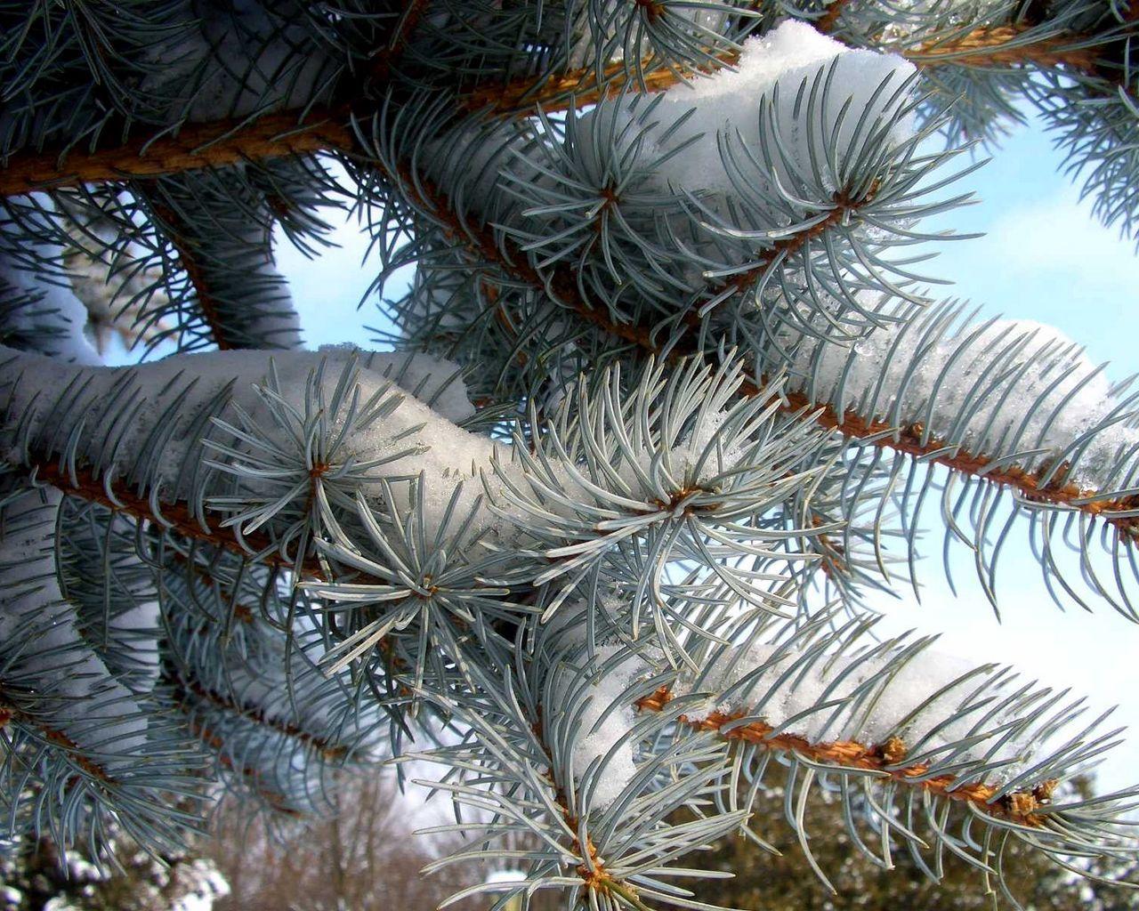 1280x1024 Download wallpaper 1280x1024 pine, branch, needles, snow, winter standard 5:4 HD background