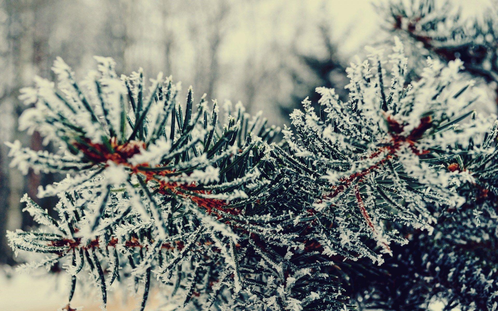 1920x1200 Branch Tree Needles Winter Snowfall Nature wallpaperx1200